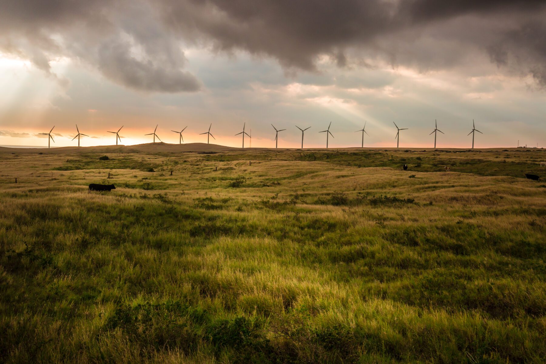 Rising Tree Wind Farm