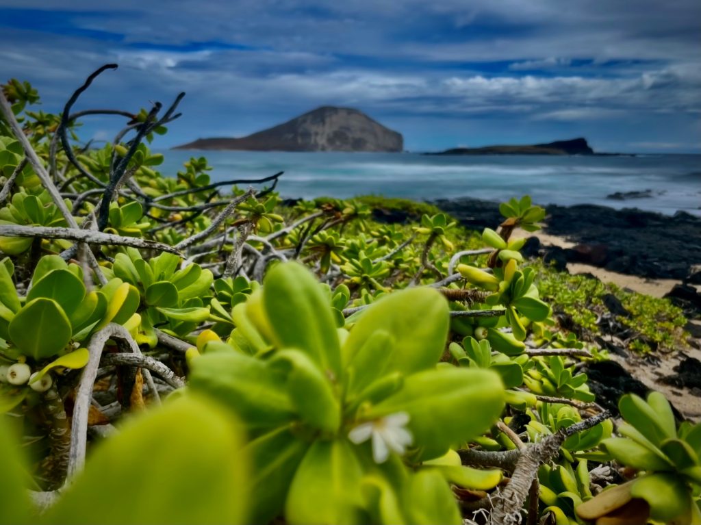 Decarbonization - Hawai‘i State Energy Office